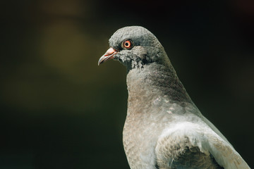 Closeup photo of Feral Pigeon. City dove