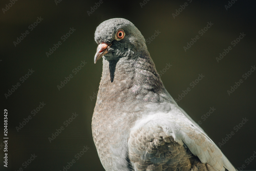 Wall mural closeup photo of feral pigeon looking at camera. city dove