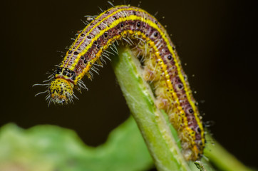  wonderful and mysterious macro world.