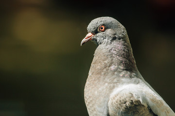 Fototapeta premium Closeup photo of Feral Pigeon. City dove