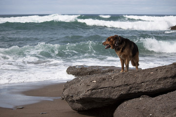 German Shepherd in the beach