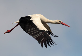 Single white stork ciconia ciconia flying.