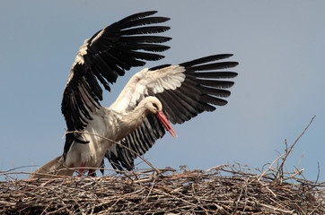 Single white stork ciconia ciconia in the nest.