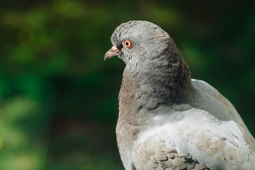 Closeup photo of Feral Pigeon. City dove