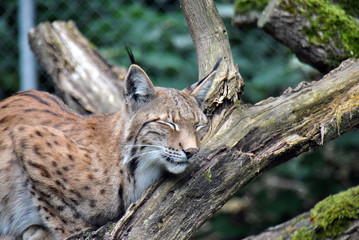 Furry and cute european lynx sleeping on a tree branch