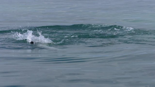 A tracking shot of an eagle getting its food from the ocean.