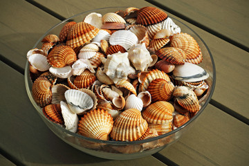 Variety of shells in a vase
