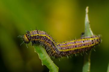  wonderful and mysterious macro world.