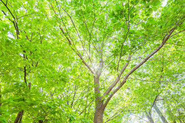 新緑の葉