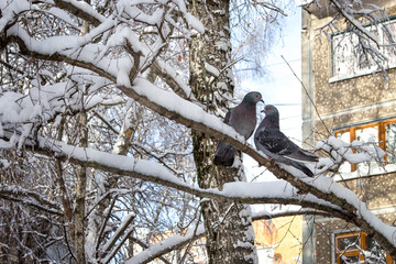 two pigeons in winter on snowy tree branches