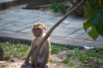 Thai monkeys on monkey mountain