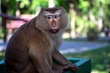 Thai monkeys on monkey mountain