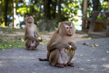 Thai monkeys on monkey mountain