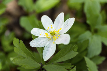 Obraz na płótnie Canvas White flower in spring