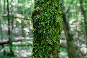 Moss on tree trunk