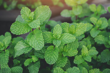 mint plant grow at vegetable garden