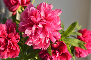 Fresh bunch of pink peonies peony roses flowers background. Garden spring flowers, Card Concept, copy space for text. mom's day, birthday, celebration wallpaper, copy space.