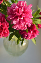 Fresh bouquet of pink peonies peony roses in a vase on white window, background. Floral blossom wallpaper. Flowers in the room. Card, text, copy space.