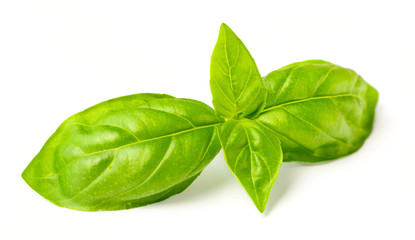 Fototapeta premium fresh basil isolated on white, fresh herb
