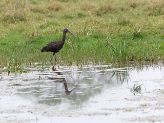 glossy ibis standing at lake in Keoladeo National Park, India