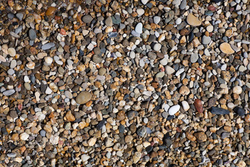 Sea shells, corals, pebble stones for background