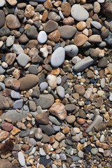 Sea shells, corals, pebble stones for background