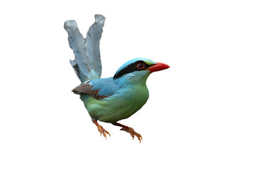 Common green magpie isolated on white background