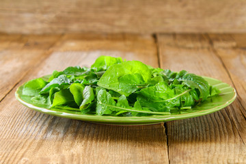Fresh green home arugula leaves, rucola. Salad.