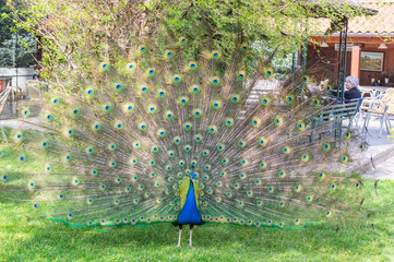 Obraz premium Peacock with his plumage open trying to get the attention of the female.