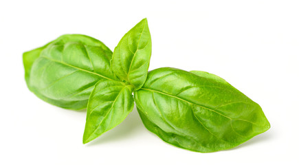 Fototapeta premium fresh basil isolated on white, fresh herb