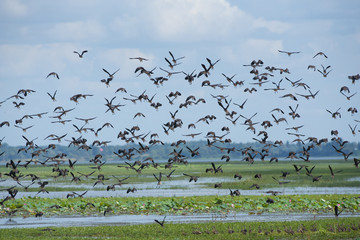 Lesser whistling duck flying