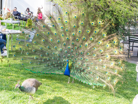 Peacock with his plumage open trying to get the attention of the female.