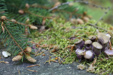 Obraz premium Mikrowelt des Waldes