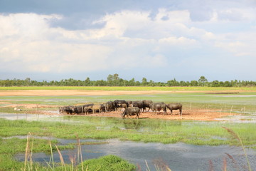 Fototapeta na wymiar Group of big black Asia buffalo eating grass in green field have water have bird around with nature view in Thailand