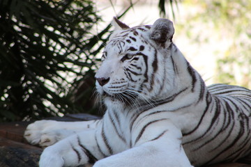 Fototapeta na wymiar tigre branco