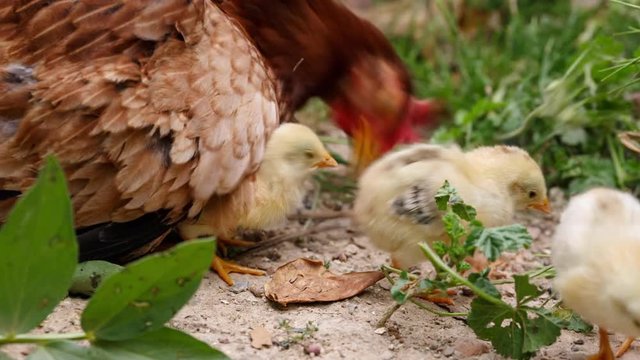 Lovely chicken gets out from under mom's protection to meet with its brothers. Close-up of hen while takes care of its chicks, at courtyard