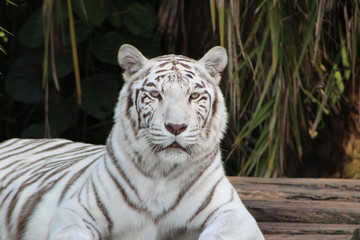tigre branco