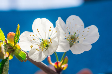 blooming tree branch