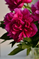 Fresh bouquet of pink peonies peony roses in a vase on white window, background. Floral blossom wallpaper. Flowers in the room. Card, text, copy space.