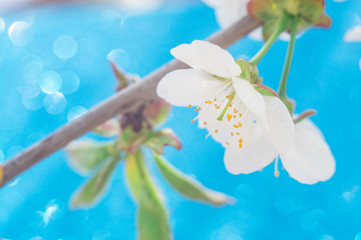 blooming tree branch