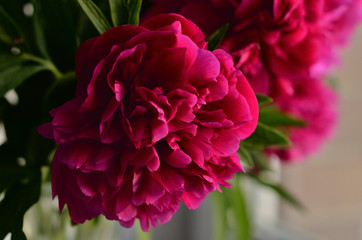 Fototapeta premium Fresh bouquet of pink peonies peony roses in a vase on white window, background. Floral blossom wallpaper. Flowers in the room. Card, text, copy space.
