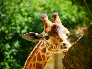 Girafe