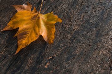 dried autumn leaves on aged wooden background with writing space