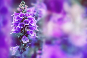 background nature Flower foxglove flower. Background blur