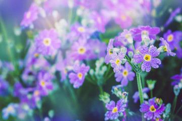 background nature Flower Primula sieboldii. purple flowers. background blur