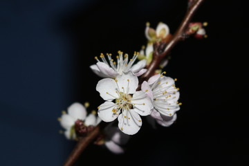  Lovely white apricot flowers