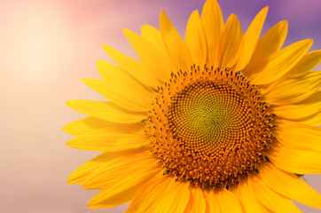 Fototapeta premium Sunflower circle big yellow flower warm Background reflective light from the sun concept of hope