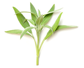 fresh salvia isolated on white, fresh herb