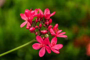 Jatropha integerrima Jacq , The bright red flowers in the Park.