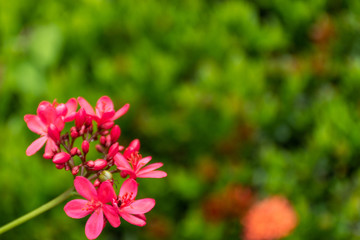 Jatropha integerrima Jacq , The bright red flowers in the Park.